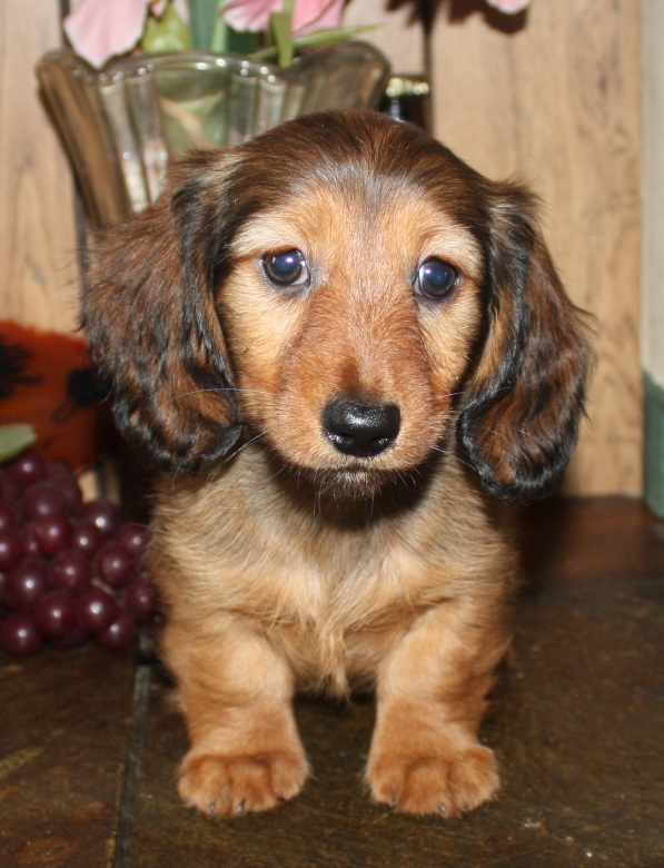 Miniature Longhair Dachshund Puppies