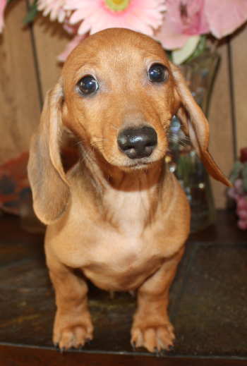 Miniature Dachshund Puppies, Weatherly's Dachshunds Akc Longhair 