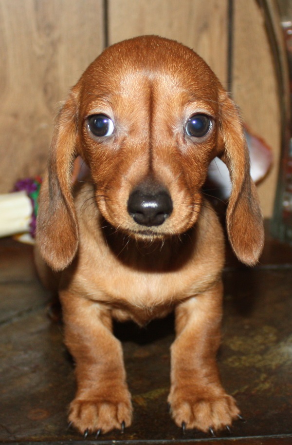 Miniature Smooth Dachshund Puppies