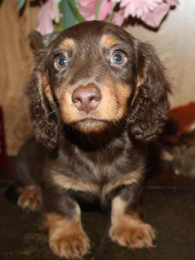 Miniature Longhair Dachshund Puppies